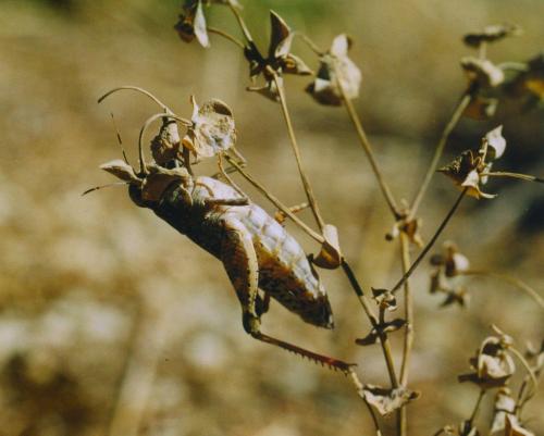 Calliptamus sp.